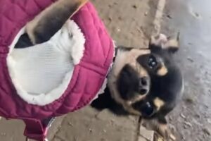 おさんぽはしていないけど健康的？飼い主さんの手の上にいるチワワの体勢に注目！！【海外・動画】