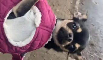 おさんぽはしていないけど健康的？飼い主さんの手の上にいるチワワの体勢に注目！！【海外・動画】