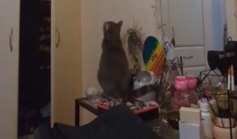 宙をじっと見つめる猫。何か見えている・・わけではなく、猫にはある狙いが!!