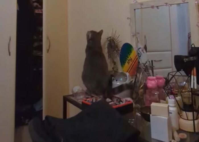 宙をじっと見つめる猫。何か見えている・・わけではなく、猫にはある狙いが！！