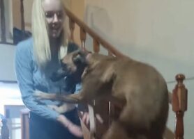 まるでカンガルー？おさんぽに行けると知った愛犬が大喜び！！【海外・動画】