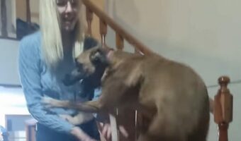 まるでカンガルー?おさんぽに行けると知った愛犬が大喜び!!【海外・動画】