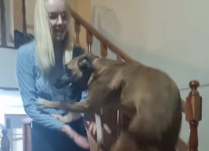 まるでカンガルー？おさんぽに行けると知った愛犬が大喜び！！【海外・動画】