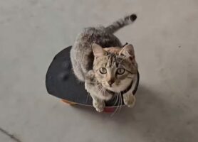 子猫の特技はスケートボード！？カーブして壁も避けちゃいます！！【海外・動画】