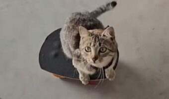 子猫の特技はスケートボード!?カーブして壁も避けちゃいます!!【海外・動画】