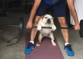 ブルドッグも体を鍛えたい？飼い主さんと一緒にウェイトリフティング！！【アメリカ・動画】