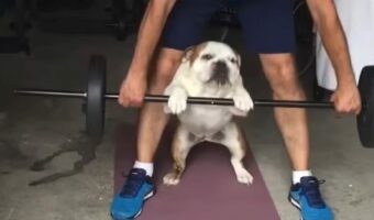 ブルドッグも体を鍛えたい?飼い主さんと一緒にウェイトリフティング!!【アメリカ・動画】