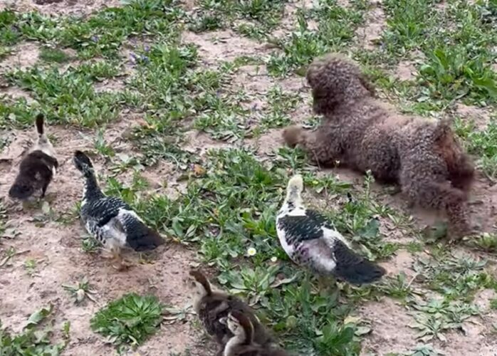 みんなにペースを合わせている？子犬は腹ばいになってアヒルたちとおさんぽ中！【海外・動画】