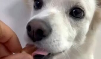 サプリをパクパク!犬がお薬もおいしく食べちゃう!!【海外・動画】