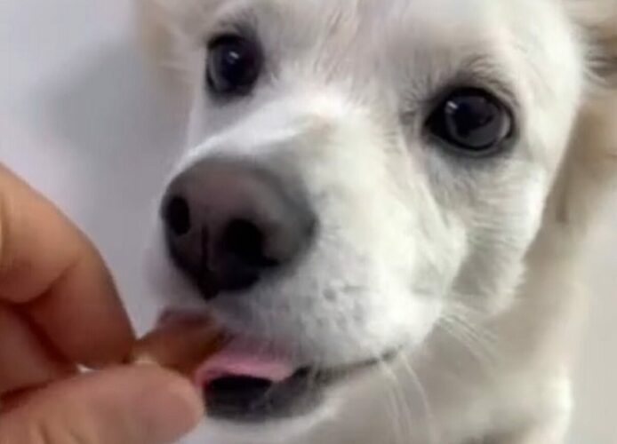 サプリをパクパク！犬がお薬もおいしく食べちゃう！！【海外・動画】