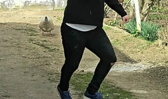 やられた分の仕返し？ガチョウが背を向け隙を見せた男性に・・突撃開始！！【海外・動画】