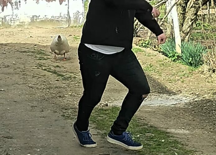 やられた分の仕返し？ガチョウが背を向け隙を見せた男性に・・突撃開始！！【海外・動画】