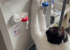 水を飲むのが上手すぎる猫。ウォーターサーバーから水を直飲み！？【海外・動画】