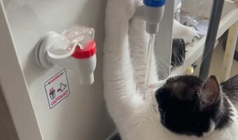 水を飲むのが上手すぎる猫。ウォーターサーバーから水を直飲み!?【海外・動画】