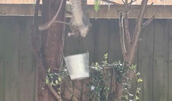 このリス賢すぎる！バードフィーダーから『ある方法』でごはんをいただき！！