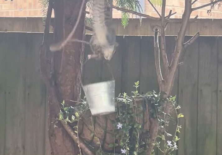 このリス賢すぎる！バードフィーダーから『ある方法』でごはんをいただき！！