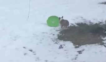 愛犬はフリスビーで遊びたい?いや、飼い主さんが投じたのは・・フリスビーじゃなくてソリ!?