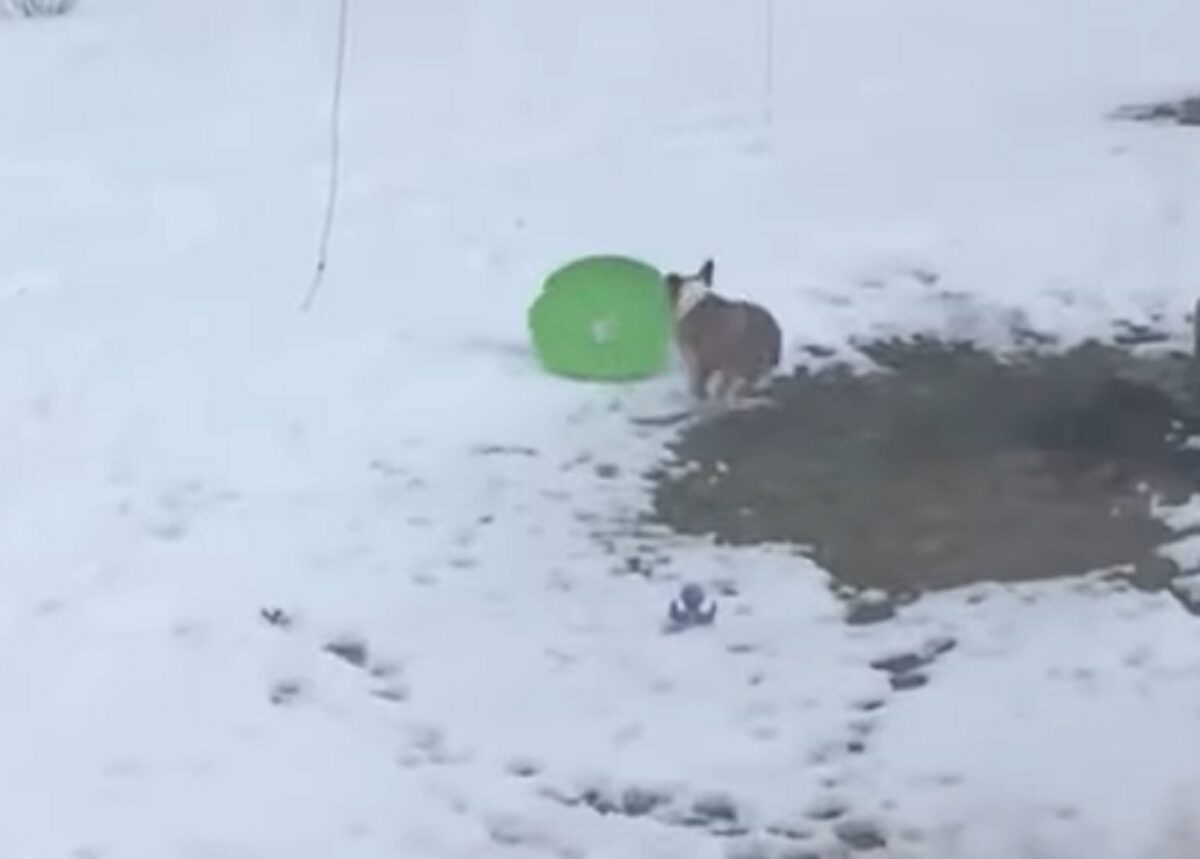 愛犬はフリスビーで遊びたい?いや、飼い主さんが投じたのは・・フリスビーじゃなくてソリ!?