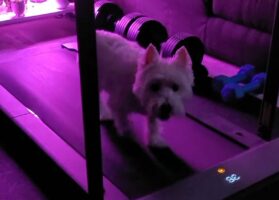 ウエスティがお家の中でたくさん走る！ルームランナーに乗り元気で楽しそう！！