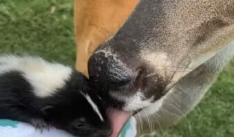 やさしい世界。ひとりぼっちになったスカンクの赤ちゃんは心温かいシカに出会った!!【アメリカ・動画】