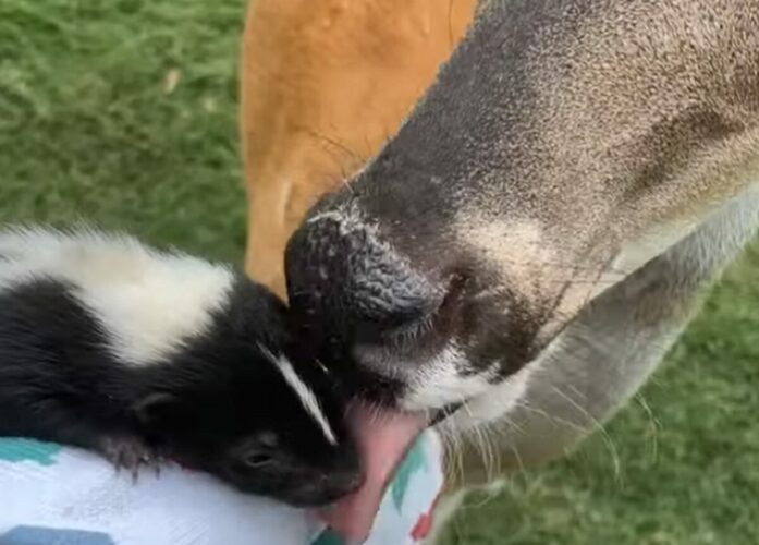 やさしい世界。ひとりぼっちになったスカンクの赤ちゃんは心温かいシカに出会った！！【アメリカ・動画】