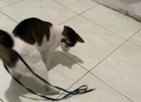 猫がその場でグルグル・・！しっぽにひっかかった靴ひもが気になる！！【海外・動画】