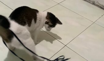 猫がその場でグルグル・・!しっぽにひっかかった靴ひもが気になる!!【海外・動画】