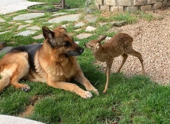 保護されたシカの赤ちゃん。だけど親兄弟代わりになってくれるお友達ができたみたい！！【海外・動画】