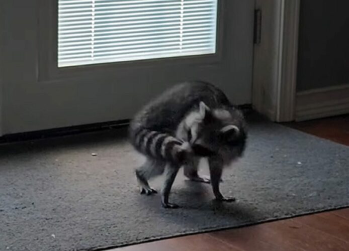 グルグルとその場で回転し続けるアライグマ。自分のしっぽが気になってしかたない！！【アメリカ・動画】