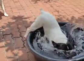 ダッシュで走ってきた子犬が向かった先は・・。タライに入って水遊び開始！！【海外・動画】