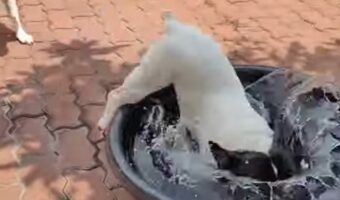 ダッシュで走ってきた子犬が向かった先は・・。タライに入って水遊び開始！！【海外・動画】