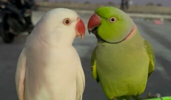 インコたちのデートスポットは椅子の上。背もたれに一緒に乗ってイチャイチャが止まらない!!