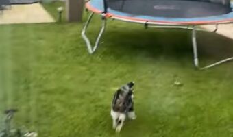 ネコの意外な遊びにビックリ!トランポリンで遊ぶために走っているのかと思いきや・・【海外・動画】