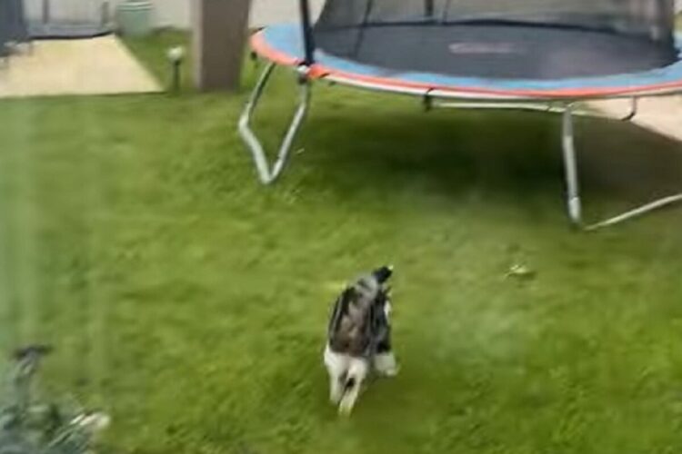 ネコの意外な遊びにビックリ！トランポリンで遊ぶために走っているのかと思いきや・・【海外・動画】