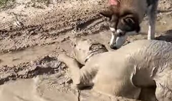 ここまで来るともう犬種も分からない!全身泥パックするように水遊びするのは・・ゴールデンレトリバー!?【海外・動画】