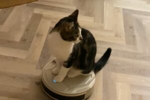 ロボット掃除機の上に乗ったネコ。予測不能なその動きにビクビクしてる？？【海外・動画】