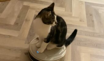 ロボット掃除機の上に乗ったネコ。予測不能なその動きにビクビクしてる？？【海外・動画】