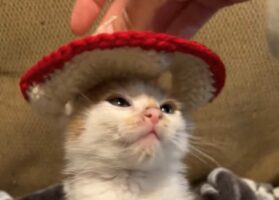 子猫にニットのソンブレロを被せたら・・。似合っていてかわいいけど、気に入らなかったみたい【海外・動画】