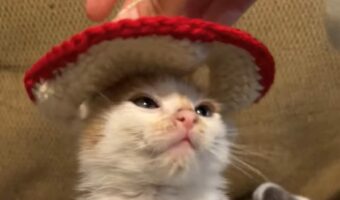 子猫にニットのソンブレロを被せたら・・。似合っていてかわいいけど、気に入らなかったみたい【海外・動画】