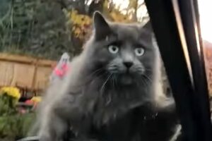 ネコが挨拶に来てくれたのに！ボンネットからサイドミラーに移動しようとしたら・・ハプニングが！！