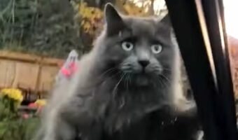 ネコが挨拶に来てくれたのに！ボンネットからサイドミラーに移動しようとしたら・・ハプニングが！！