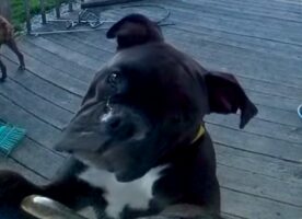 ボクサーの子犬のかわいいおねだり。「お家に入れて～」と首をかしげてアピール！！【アメリカ・動画】