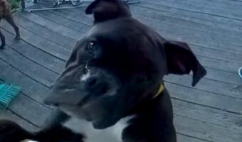 ボクサーの子犬のかわいいおねだり。「お家に入れて~」と首をかしげてアピール!!【アメリカ・動画】