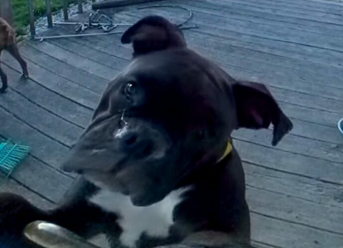 ボクサーの子犬のかわいいおねだり。「お家に入れて～」と首をかしげてアピール！！【アメリカ・動画】