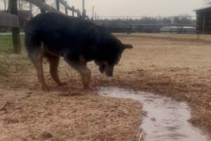 川堀り職人のブルーヒーラー。水を撒いてもらうと・・ホリホリして水路をどんどん作っていく！！