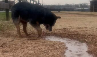 川堀り職人のブルーヒーラー。水を撒いてもらうと・・ホリホリして水路をどんどん作っていく！！