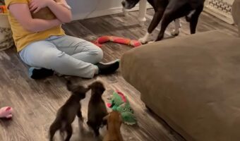 お家の中を元気に走り回るボクサーの子犬たち。みんなで楽しくパパを追いかけっこ！！【アメリカ・動画】