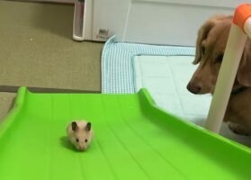 すべり台をのぼろうと挑むハムスター。その一生懸命な姿を愛犬も優しく見守ります