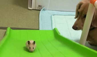 すべり台をのぼろうと挑むハムスター。その一生懸命な姿を愛犬も優しく見守ります