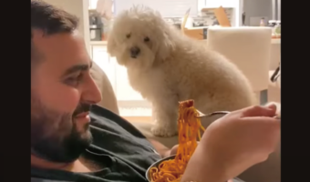 パパさんの食事が気になる？愛犬がじっと見つめておねだりするかと思えば、目が合うと・・